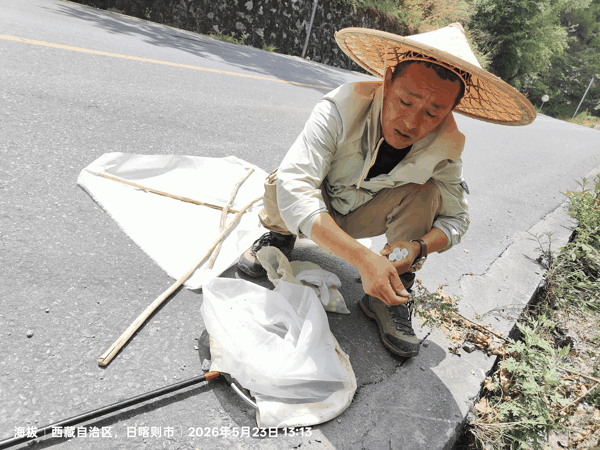 3收集扫网采集的昆虫.jpg