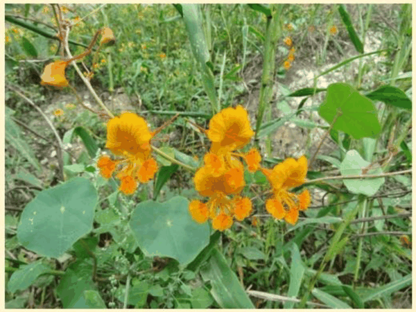 Fig. 2 -Tropaeolum minus L. nel suo ambiente naturale in Perú (da iNaturalist, .png