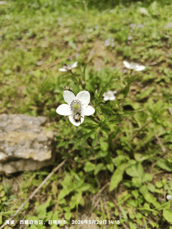2花朵上的甲虫.jpg