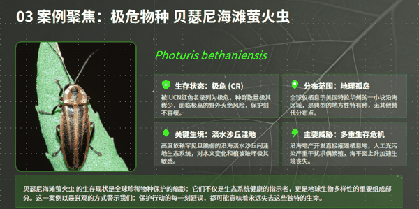 极危物种 贝瑟尼海滩萤火虫.png