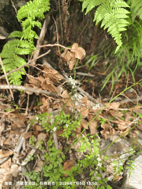 10 碎米荠属植物.jpg