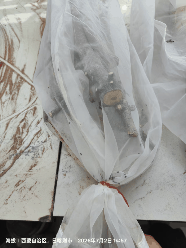 5 饲养孵化出的小蠹虫.jpg