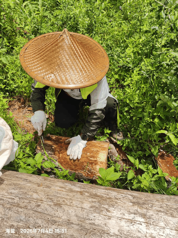 9 解剖枯死的树木.jpg