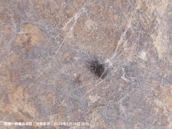 4石头底下翻找到的蜘蛛.jpg
