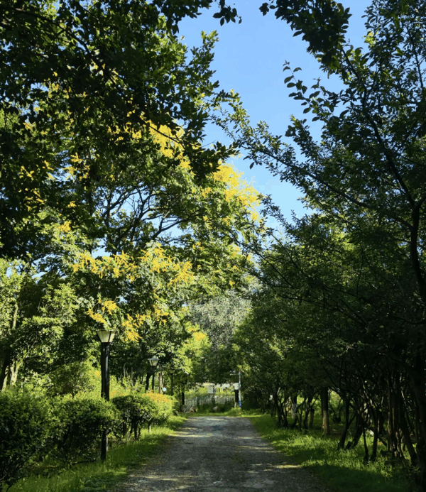 QQ_1785077719898.png