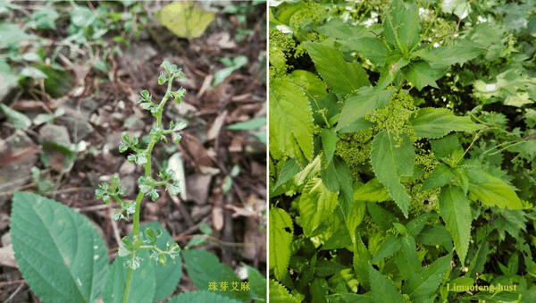 z珠芽艾麻.jpg
