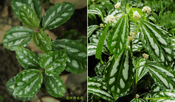 h花叶冷水花.jpg