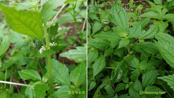 t透茎冷水花.jpg