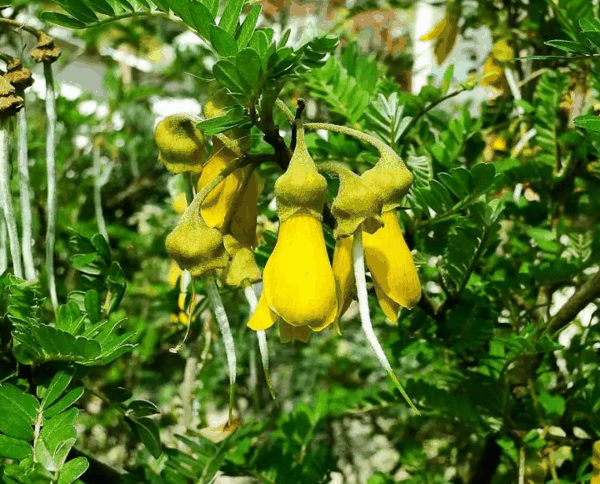 3 极危物种复活节岛槐(Sophora toromiro)迁地保育.png
