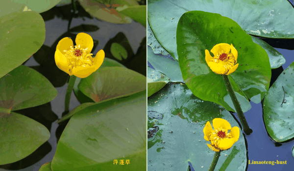 p萍蓬草.jpg