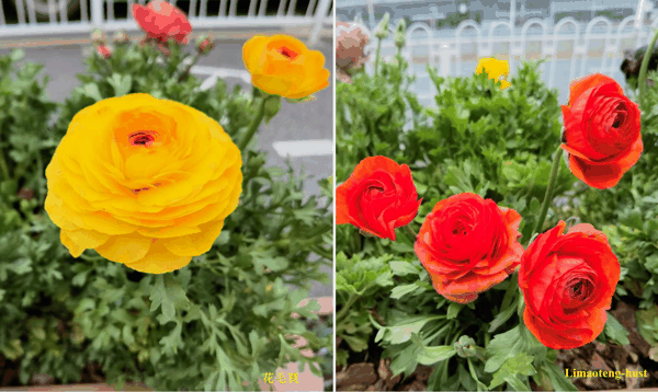 h花毛茛.jpg