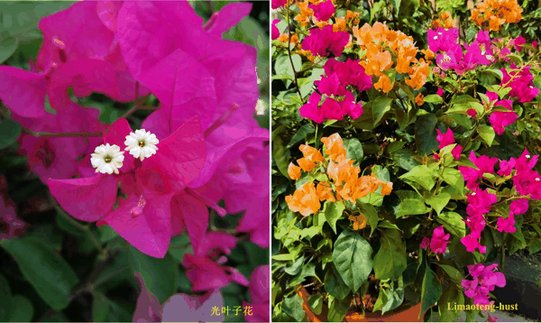 g光叶子花.jpg