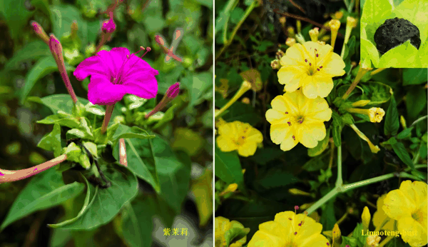 z紫茉莉.jpg
