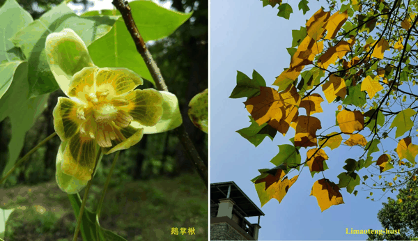 e鹅掌楸.jpg