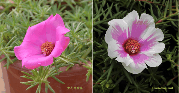d大花马齿苋.jpg