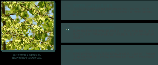 11 物种消失预警:欧洲野榆树(Ulmus minor)的悲剧.png