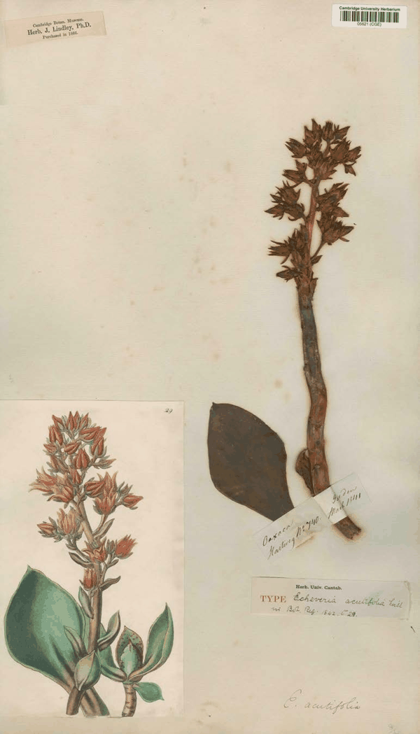 图 5 林德利馆藏哈特韦格采集Echeveria acutifolia模式标本(CGE05621).jpg