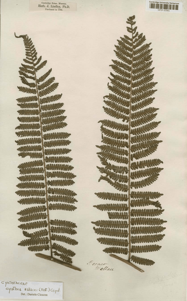 图 9 华莱士婆罗洲采集Cyathea wallacei蕨类标本(CGE12731).jpg