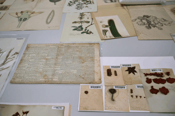 4 用于拍摄展出的标本、用作包装材料的报纸以及插图资料.jpg