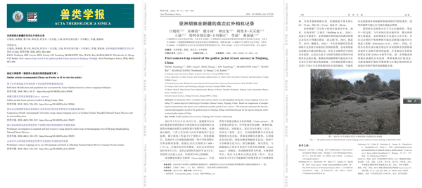 亚洲胡狼 2026.jpg