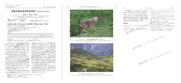亚洲胡狼 2019.JPG