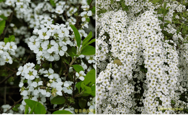 z珍珠绣线菊.jpg