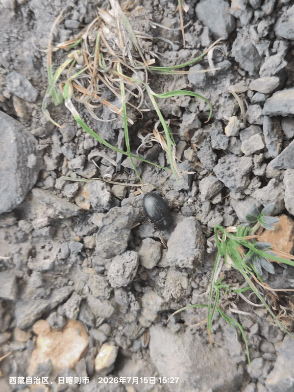 10 海拔5200米石头下的甲虫.jpg