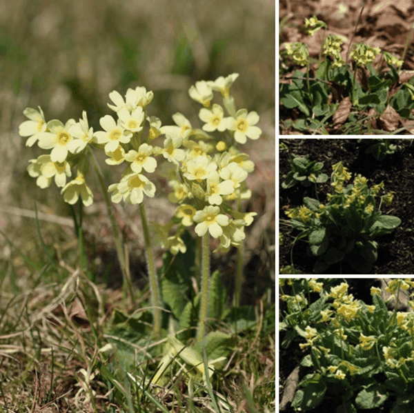牛唇报春(Primula elatior,oxlip).jpg