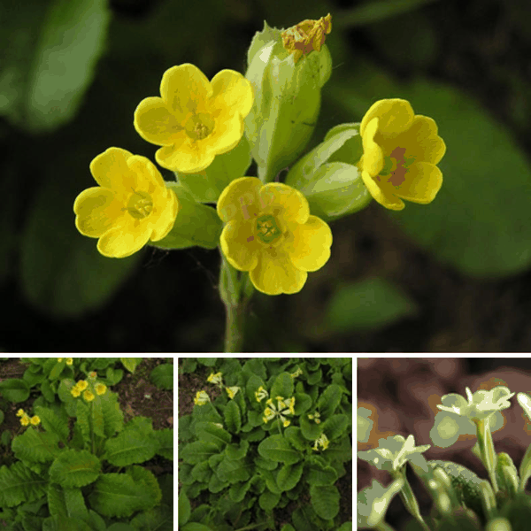 黄花九轮草(Primula veris,cowslip).jpg