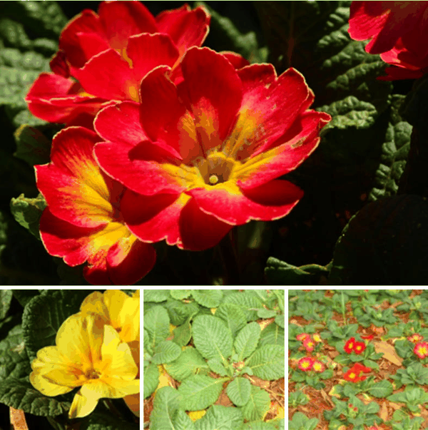 欧报春(Primula vulgaris,primrose).jpg