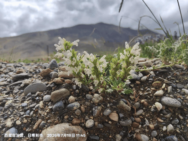 2 盛开的白花枝子花.jpg