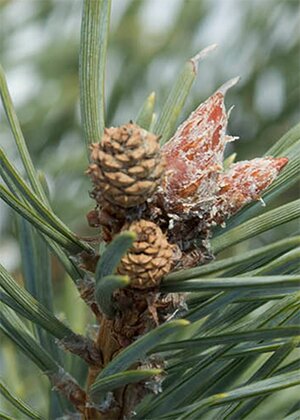 图6_松柏园(Pinetum) 3up_pinetum.jpg
